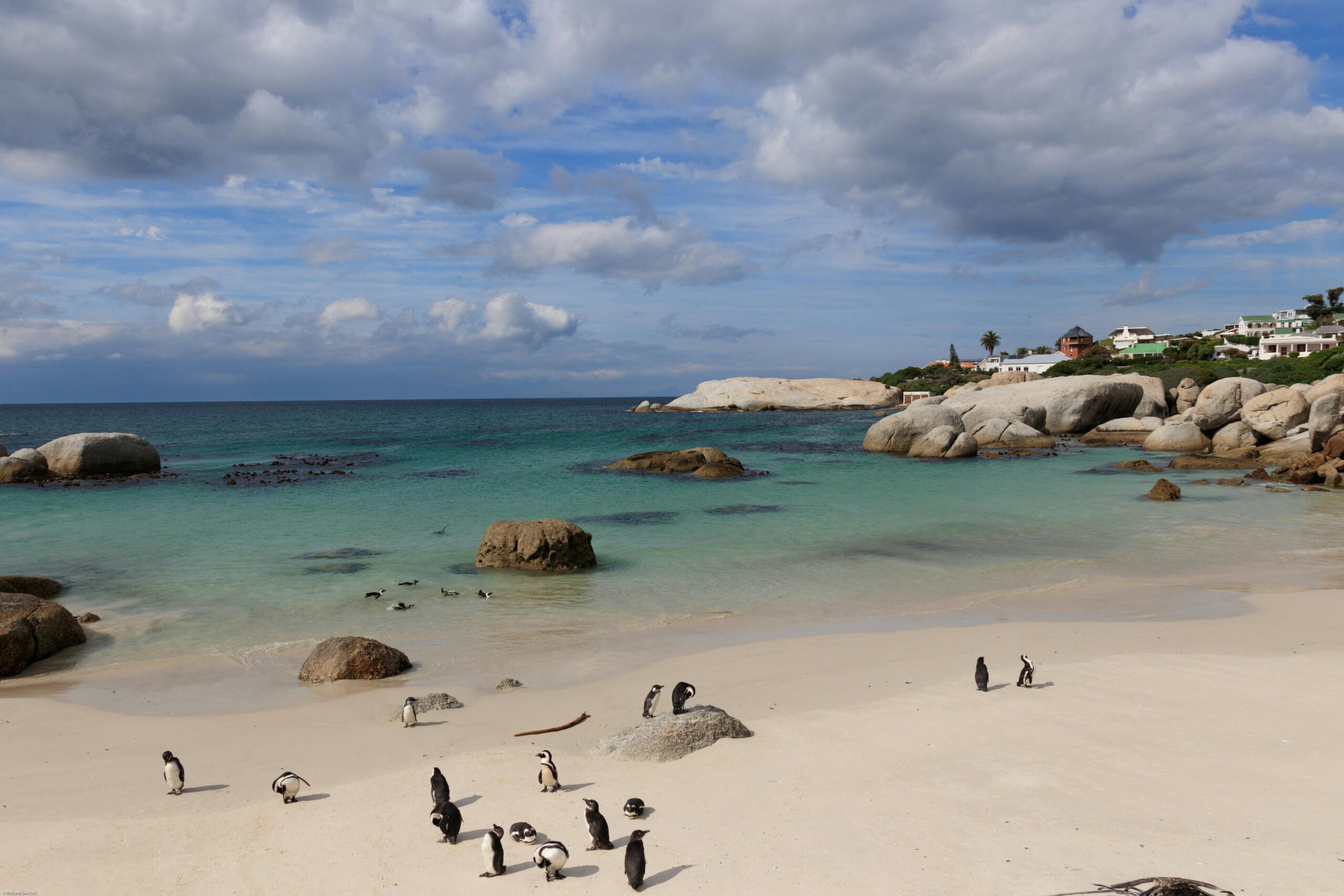African penguins on the sand at Boulders Beach with granite boulders and turquoise water