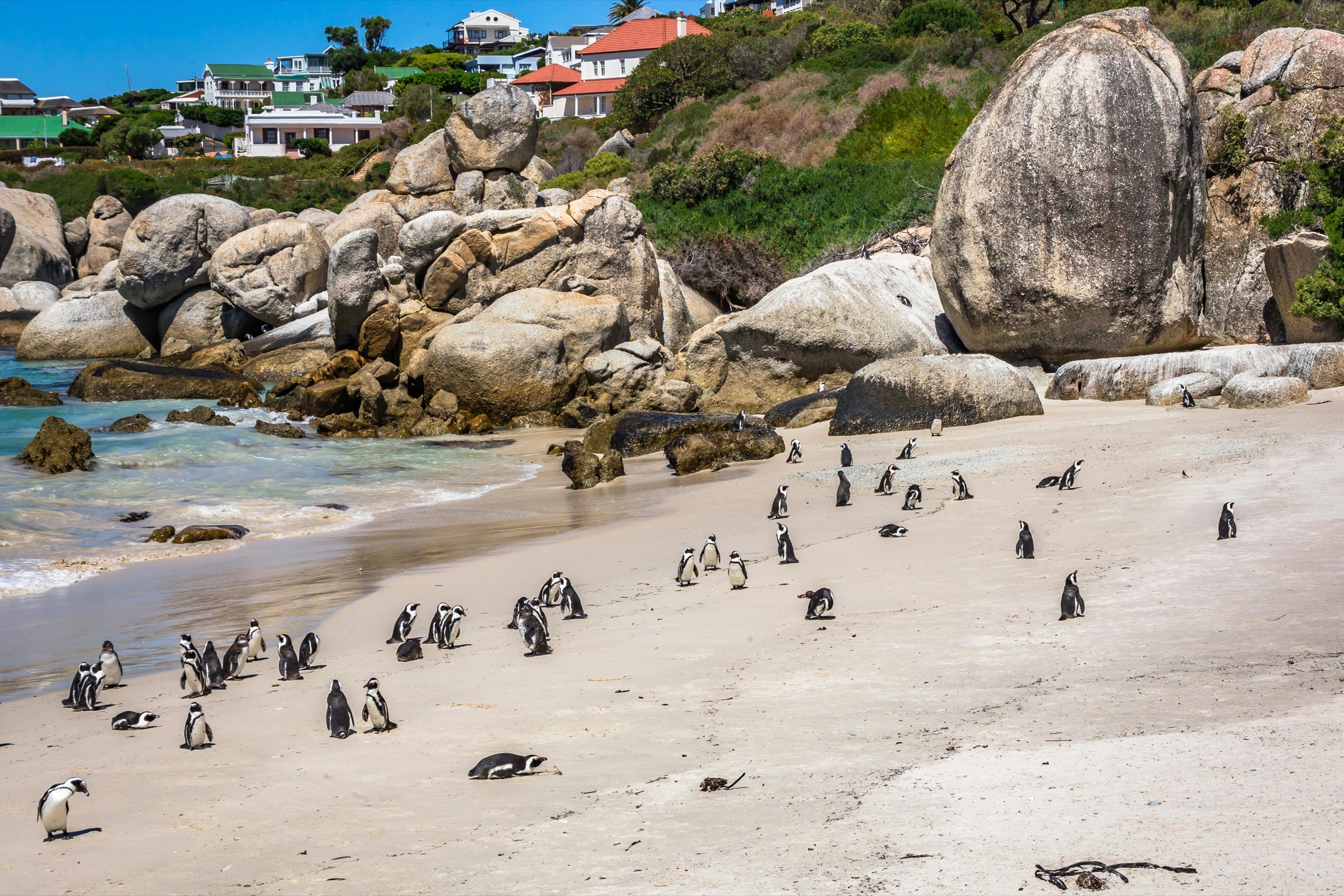 African penguins gathered among the rocks at the Boulders Beach colony near Simon’s Town