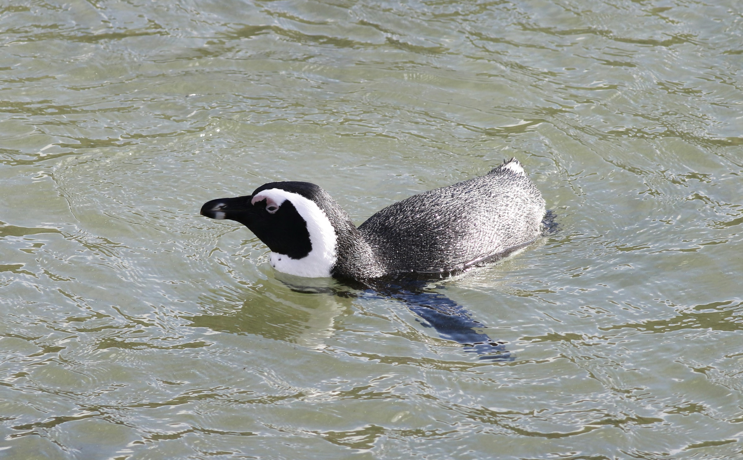 An African penguin swimming in the clear shallow water at Boulders Beach