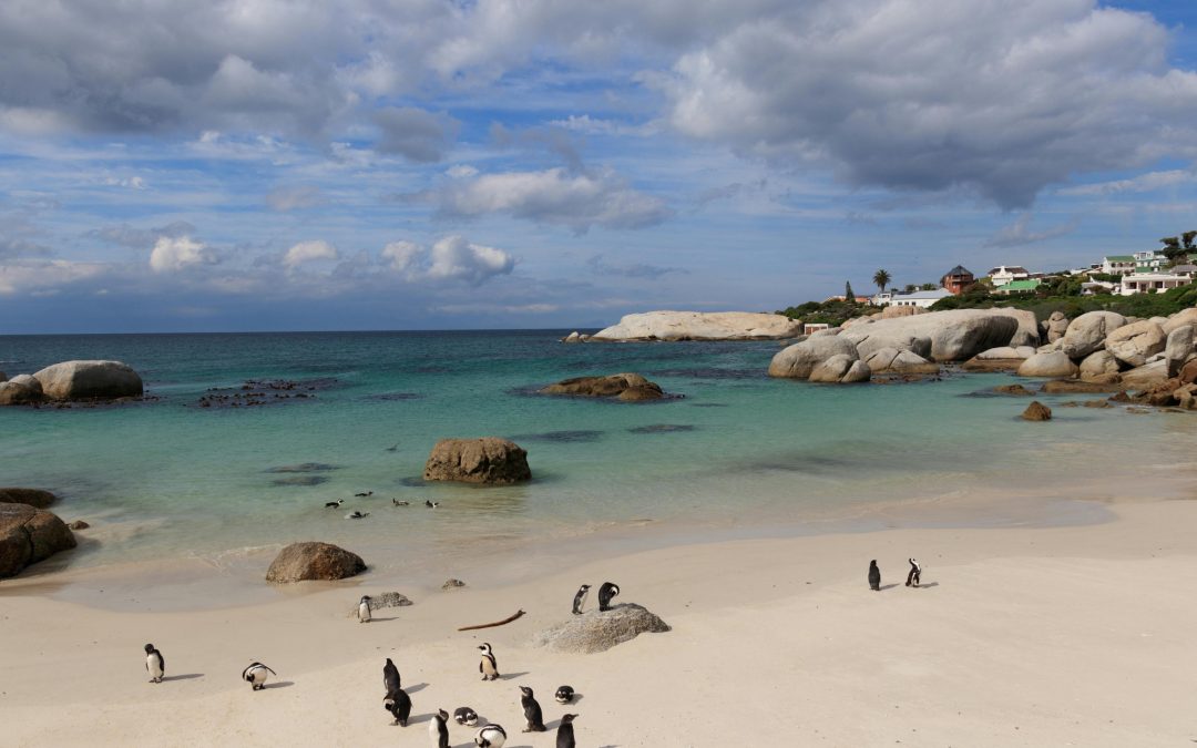 A Day Trip from Kalk Bay to Boulders Beach: Meet the Penguins